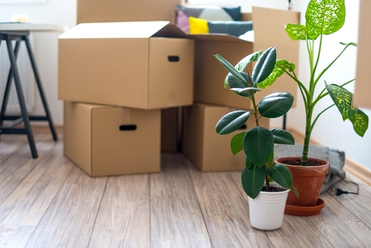 Shoreline movers near me